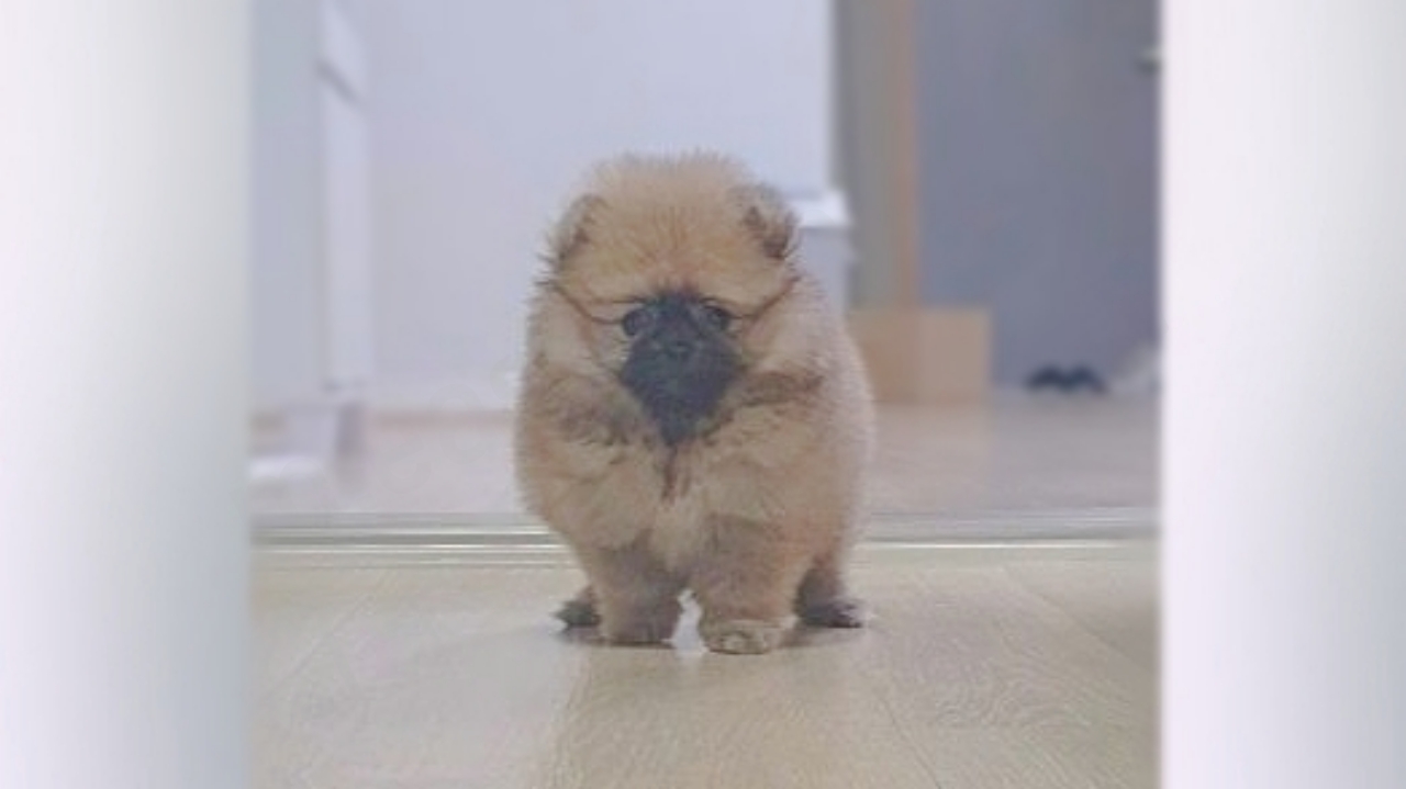 감기에 걸린 새끼 포메라니안