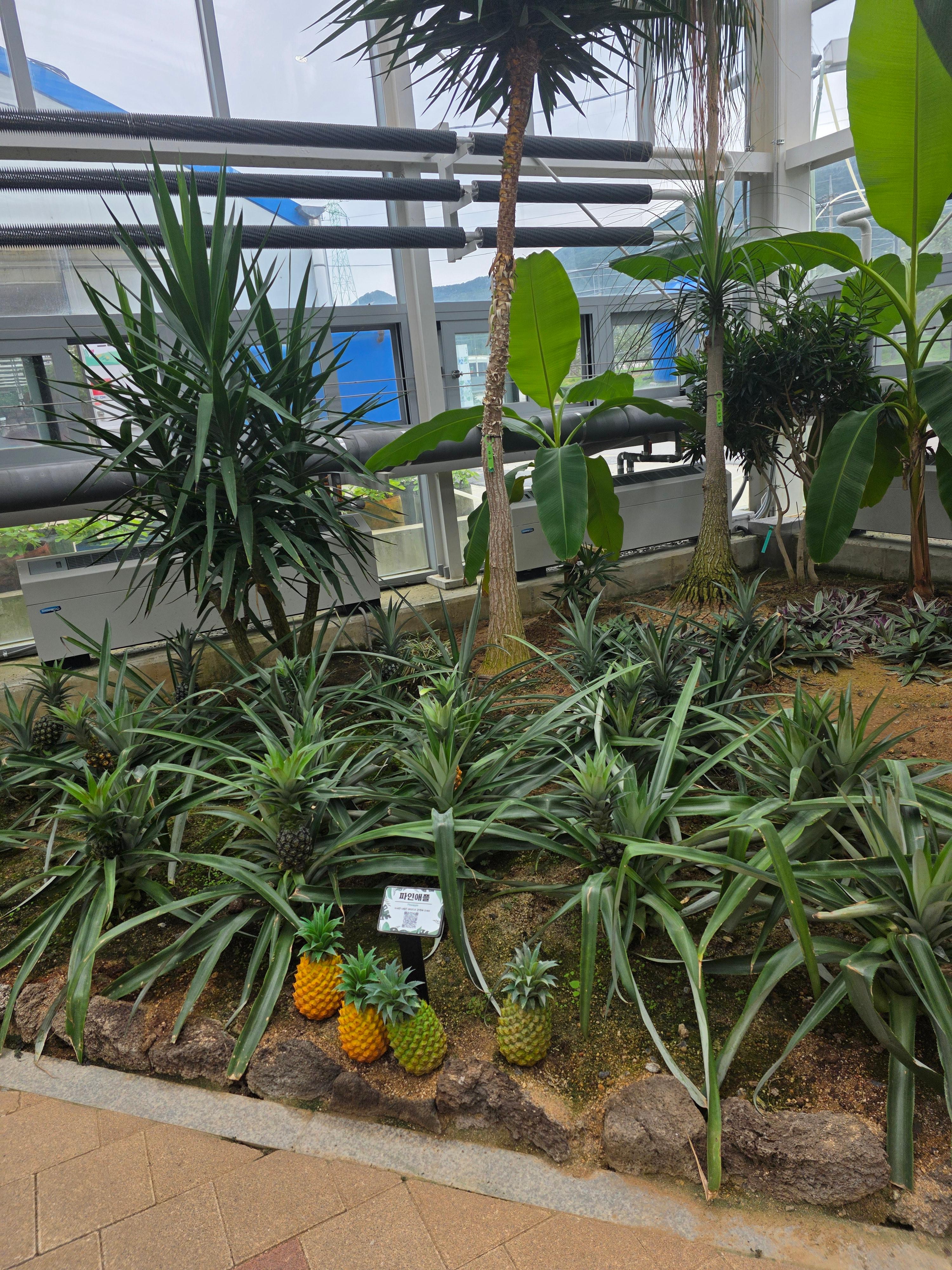 제천 아열대 온실 내부