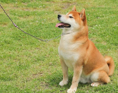 시바견