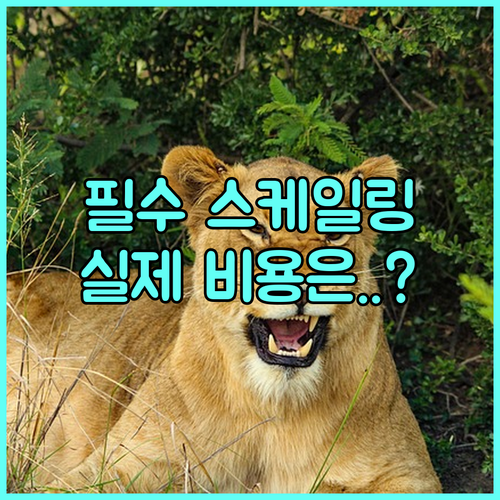 국민건강보험 스케일링 연 1회 혜택 ..