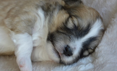 강아지 종합검진관련사진