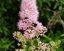 꼬리조팝나무 이미지 사진