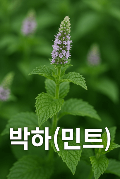 허브, 밀원, 방충까지 가능한 식물, 박하(민트)