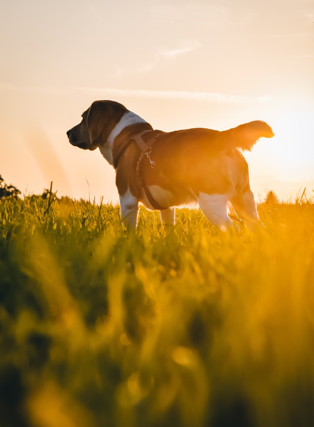 강아지 뒷모습 이미지