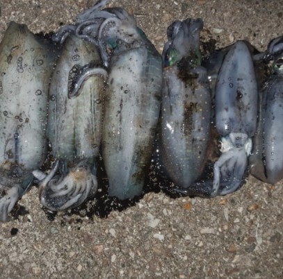 무늬오징어 효능