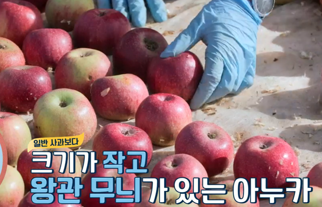 아누카사과분말