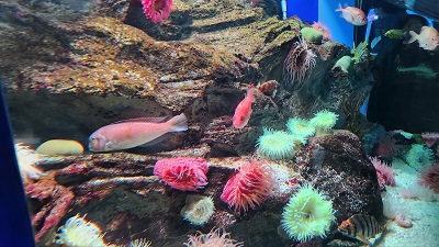 아쿠아플라넷 제주