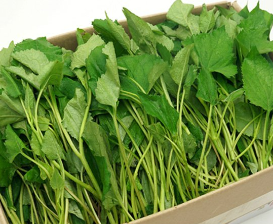 3월에 먹으면 좋은 제철 음식(봄철 음식) - 취나물편 (효능, 취나물이 들어가는 음식)