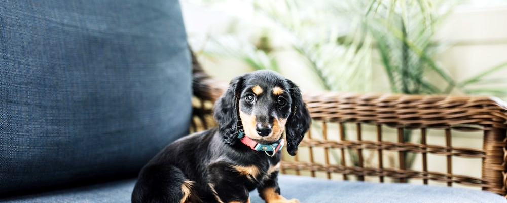 강아지 임신 증상 6