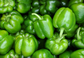 개가 피망을 먹어도 괜찮을까?