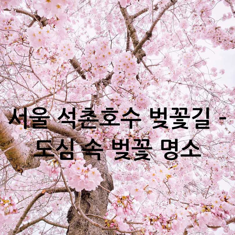 우리나라 3대 벚꽃길 총정리