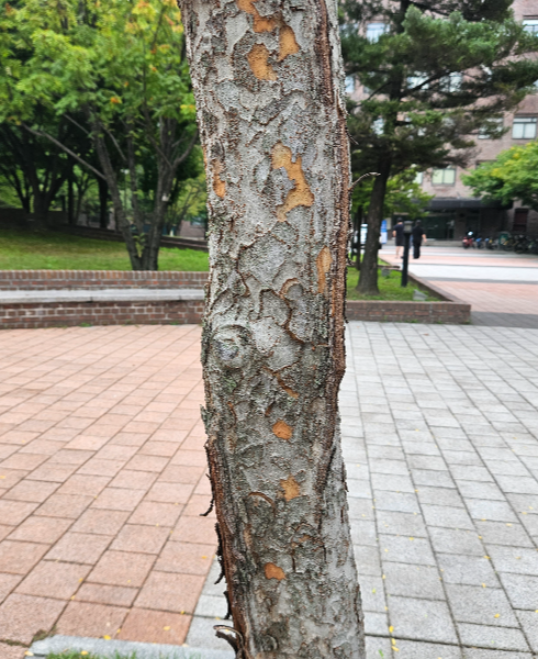 참느릅나무 수피