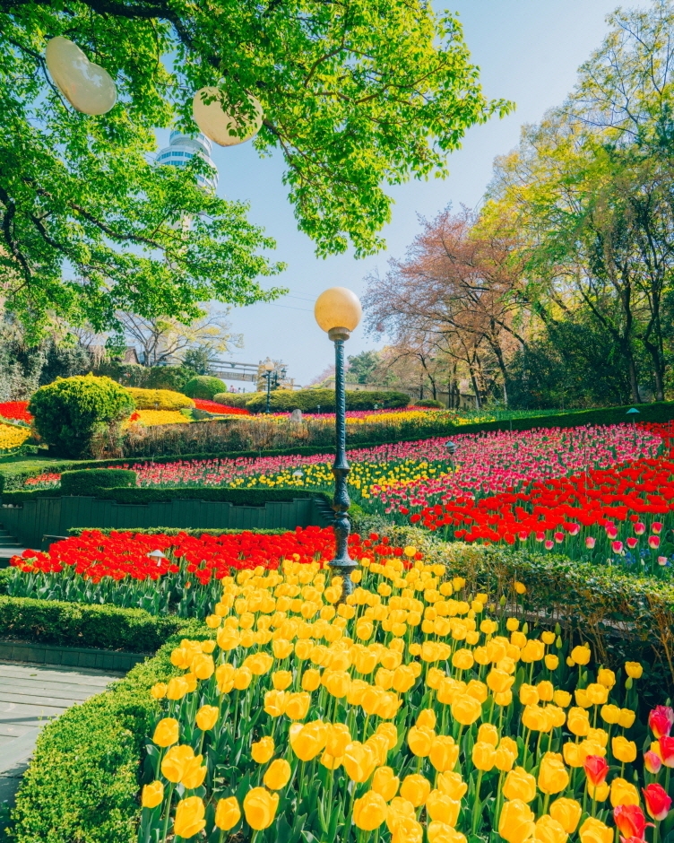 대구 이월드 튤립 이미지