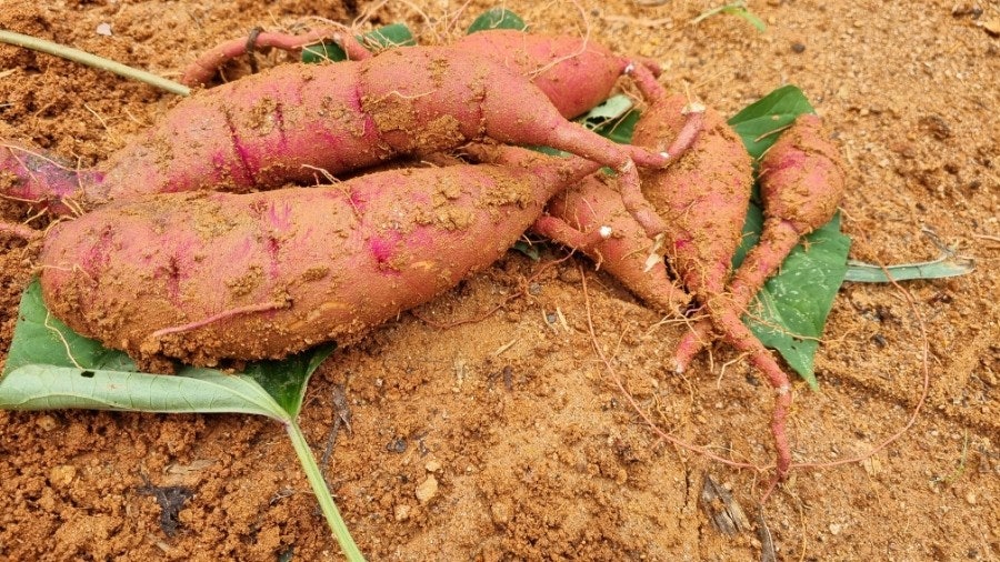고구마 수확시기 및 방법