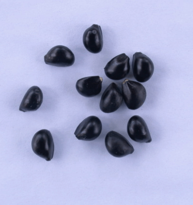 병아리 꽃나무 포토 꽃,꽃말 열매 씨앗 알아보기