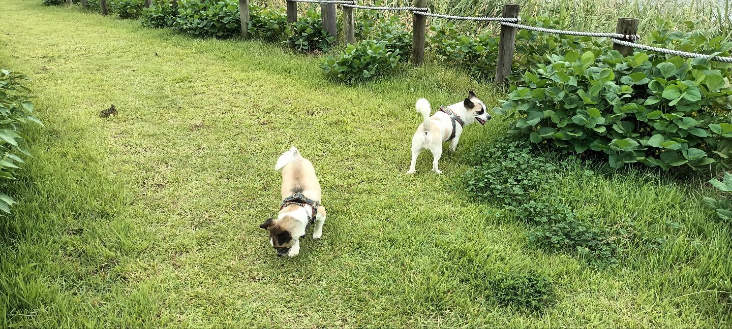 강아지 노즈워크