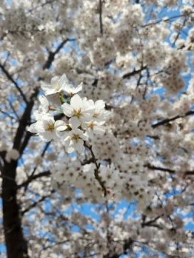 2026 진해군항제 일정
