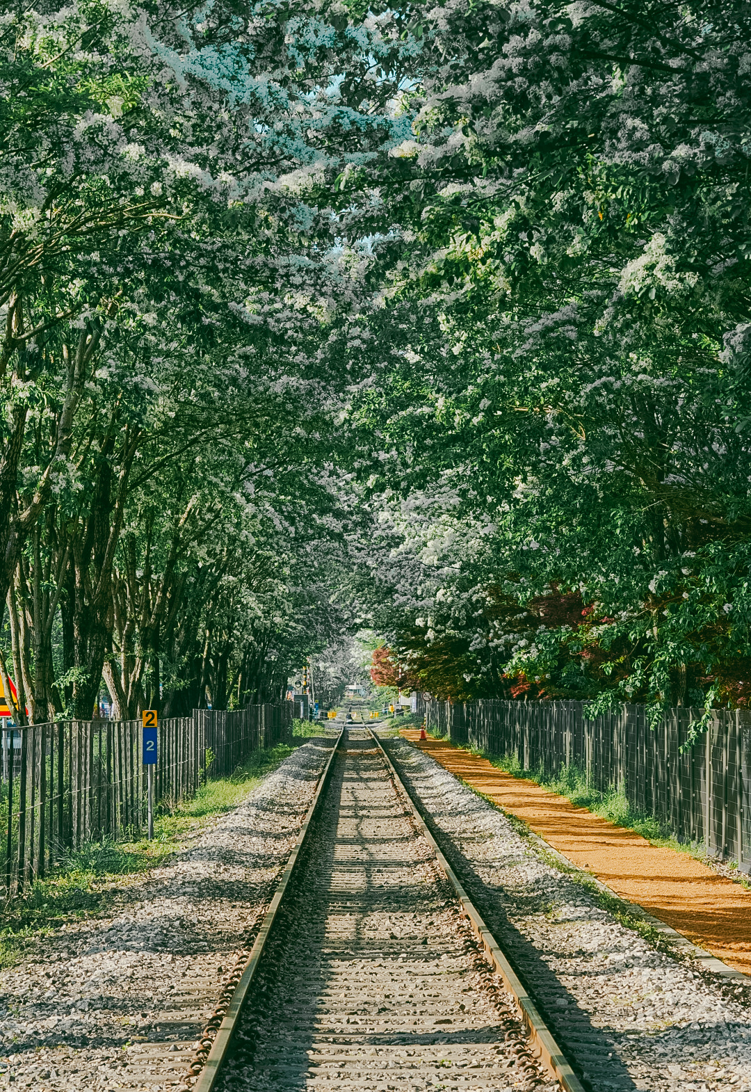 전주 5월 가볼만한 곳 팔복동 이팝나무