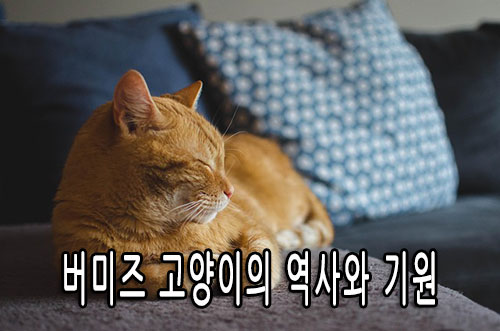 버미즈 고양이의 역사와 기원