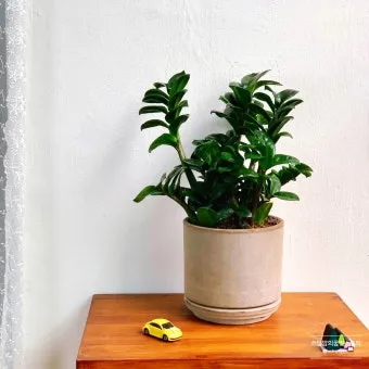 보석금전수 물주기 키우기 잎꽂이 꽃 노란잎 관리 재물운_17