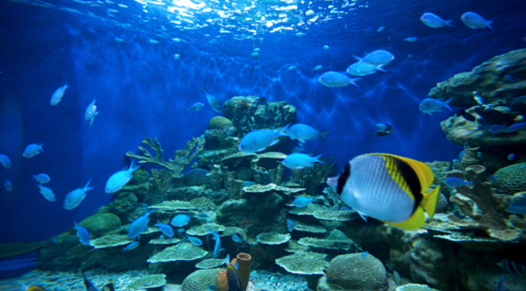 여수 아쿠아플라넷