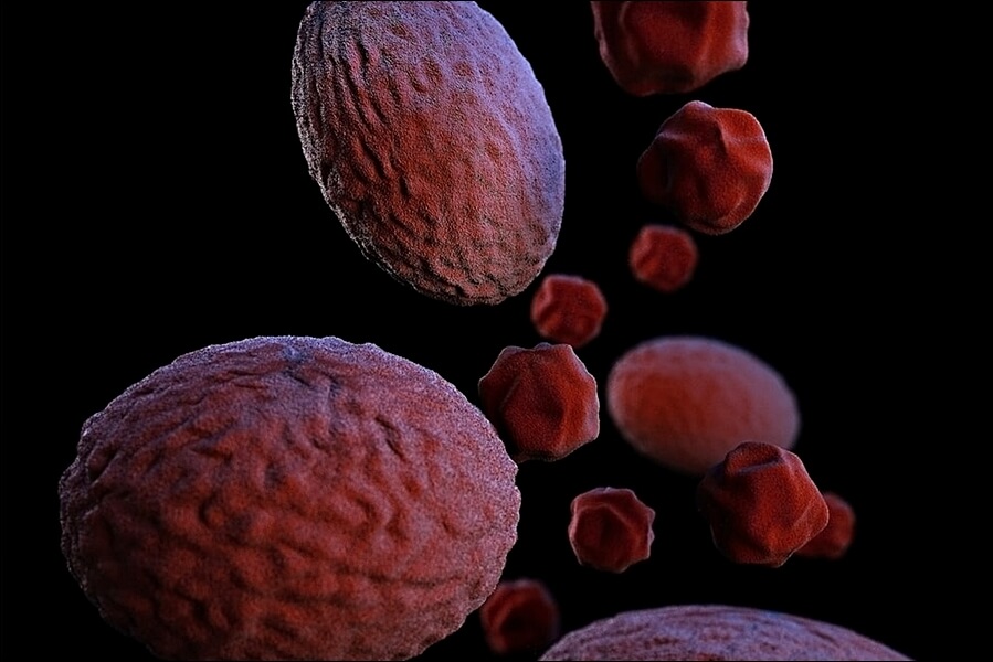 블루베리 효능 10가지