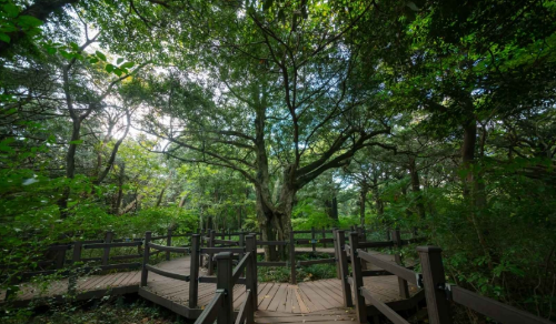 초여름 숲속 산책 명소 BEST 7, 초록 터널 걷기 좋은 힐링 여행지
