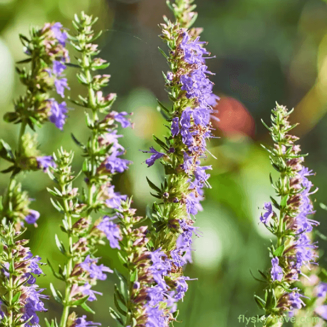 히솝 (Hyssop)
