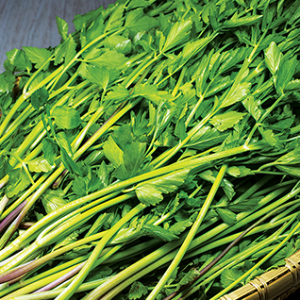 5월-제철-채소-미나리