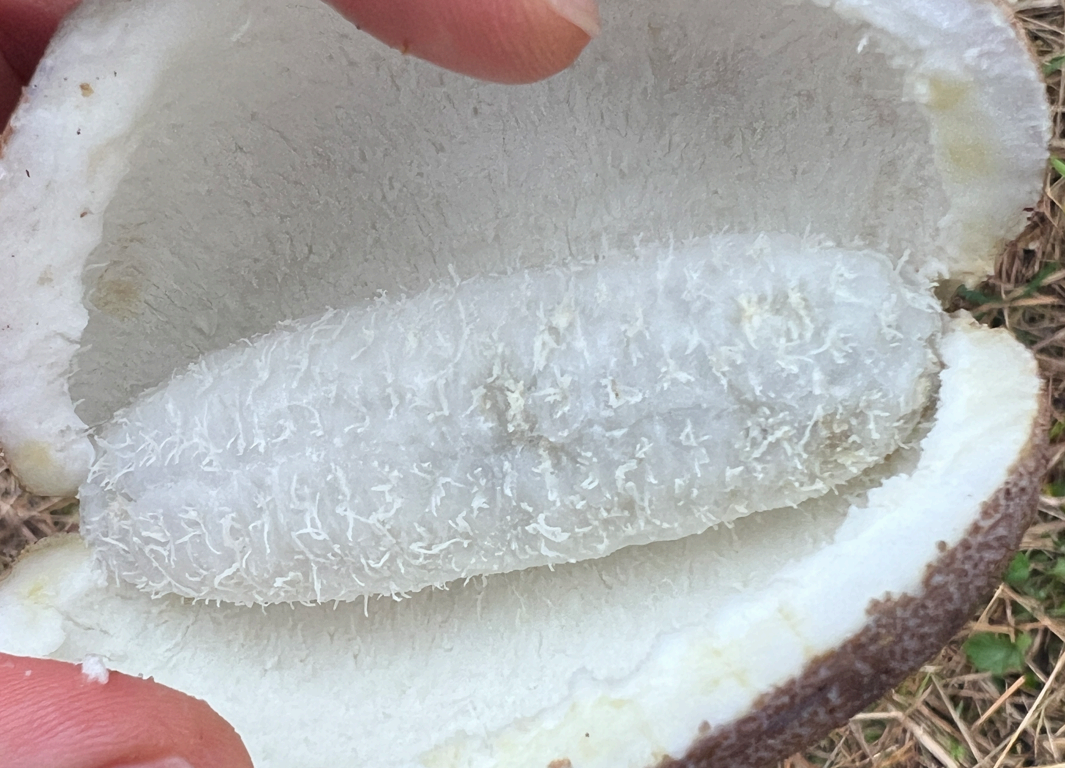 조선바나나 으름