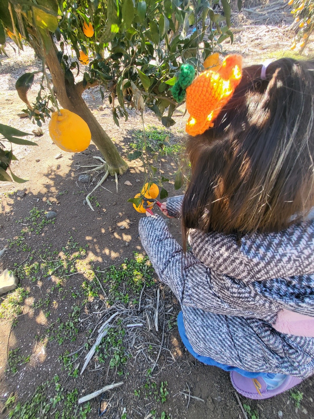 제주도 한라봉 체험, 감귤 체험