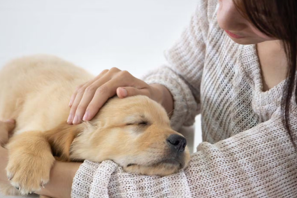 안겨있는 강아지