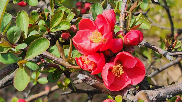 명자나무 꽃 ,산당화