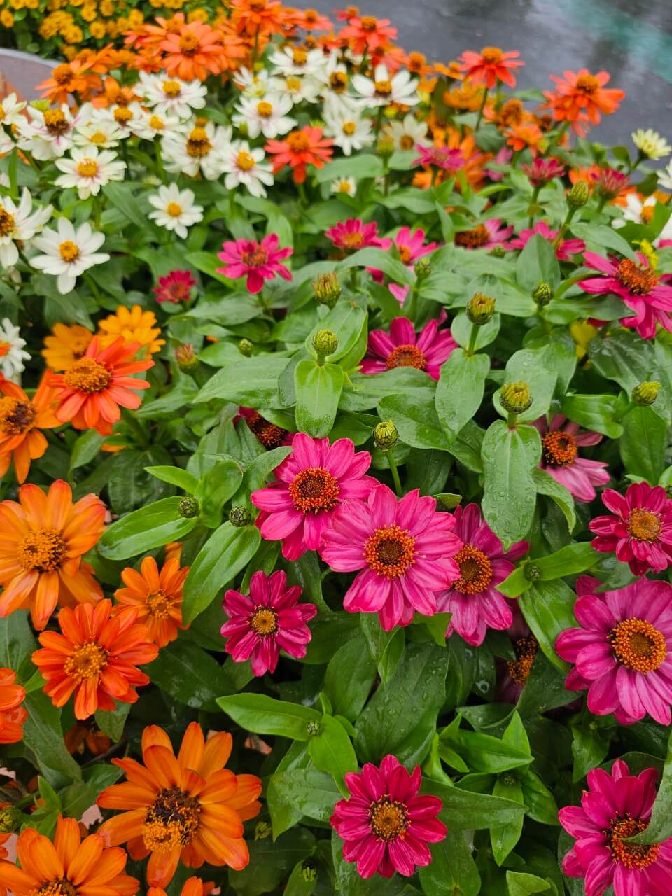 장애청년을 위한 선진국 지원정책