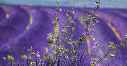 영화 벌새 줄거리, 한국사회 집단주의 개인주의 남녀차별 권위주의 장자우선