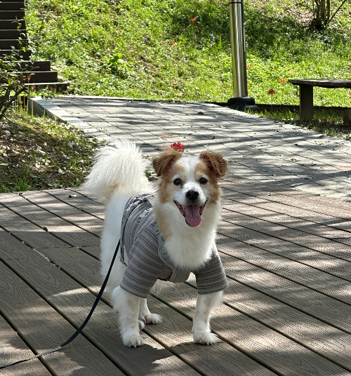 노령견 배뇨 및 배변 관리