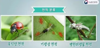 병해충 천적 활용 무당벌레 기생벌 끈끈이트랩 친환경 방제_34
