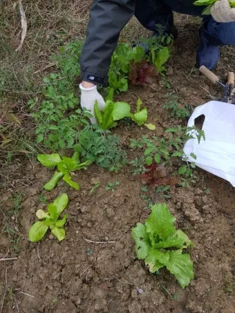 가을 텃밭 작물 추천 상추 열무 시금치 쌈채소 재배법_16