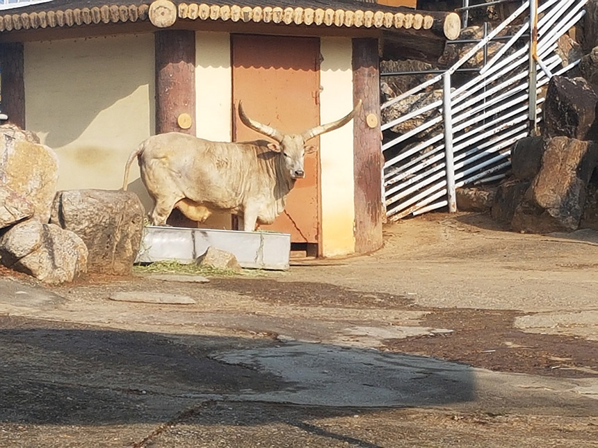 전주 동물원 뿔소