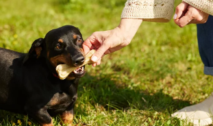 강아지/출처:어도비스톡