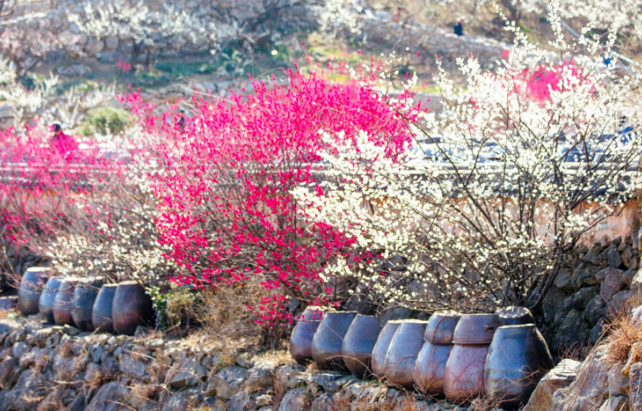 벚꽃축제벚꽃명소봄꽃여행지