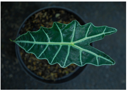 알로카시아 종류별 특징과 키우는 팁