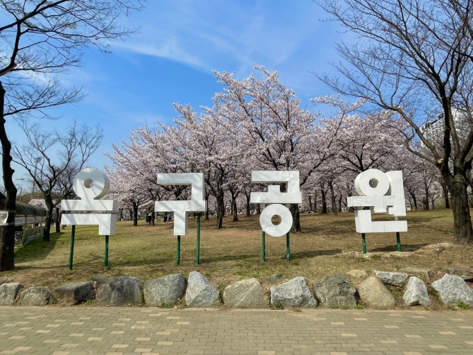 2025년 옥구공원 벚꽃풍경