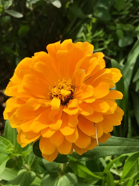 메리골드 Marigold