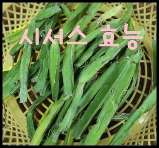 다이어트에 효과가 있다는 &amp;#39;시서스&amp;#39;의 5가지 효능 및 부작용 