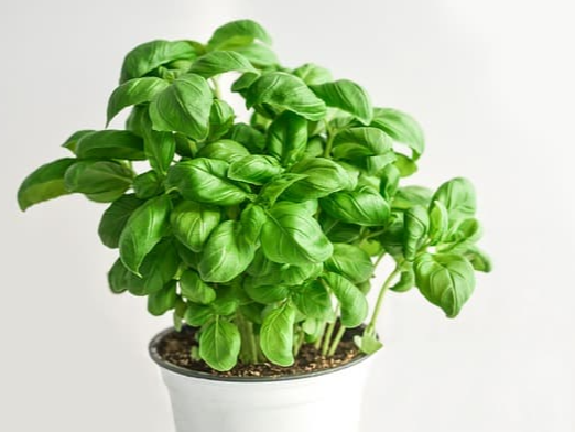 상산화 성분 바질