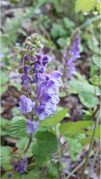 5월의 야생화 백화등 소리쟁이 낮달맞이꽃 알프스민들레_18