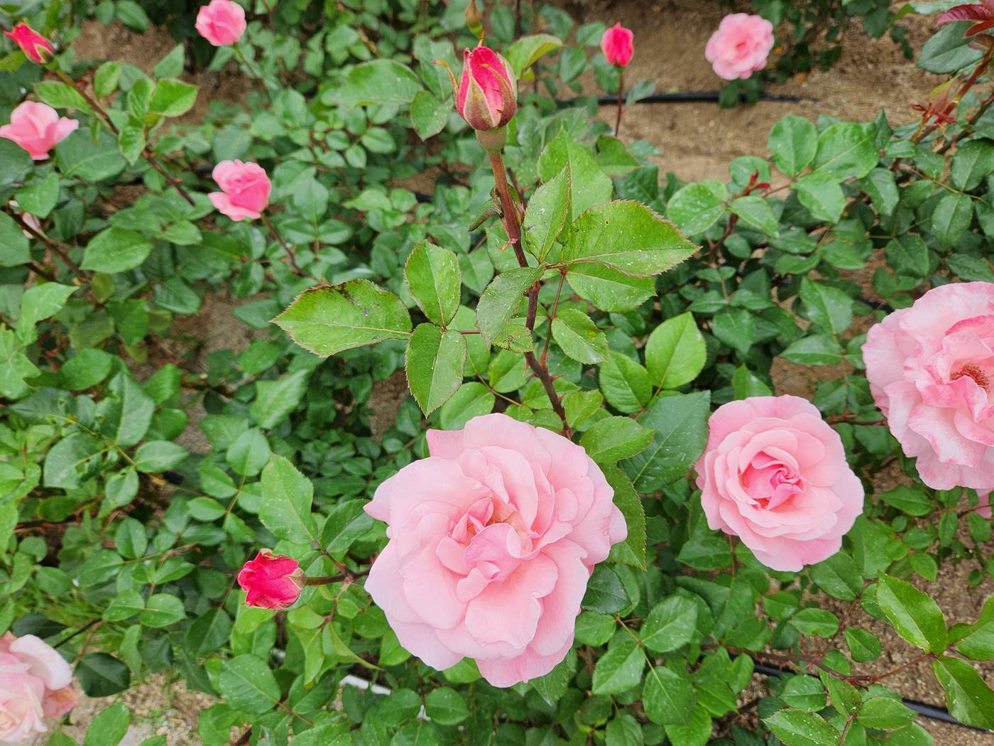 장미 퀸엘리자베스 Queen Elizabeth