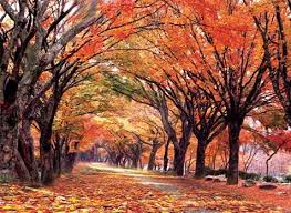 내장산 단풍 절정시기 