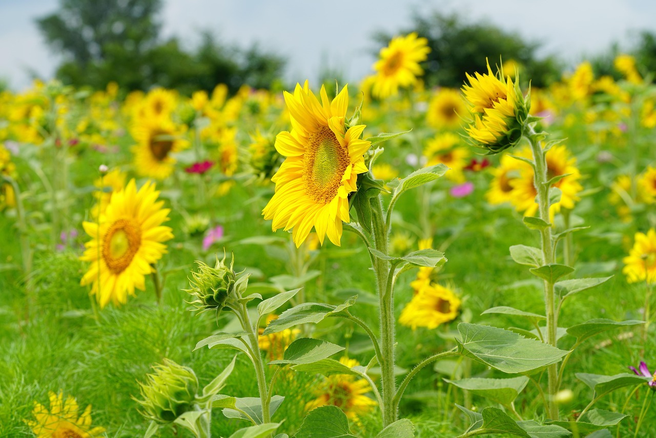 함안 강주 해바라기 축제